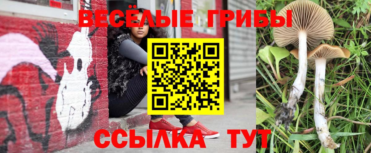 Галлюциногенные грибы Psilocybine cubensis Котельники
