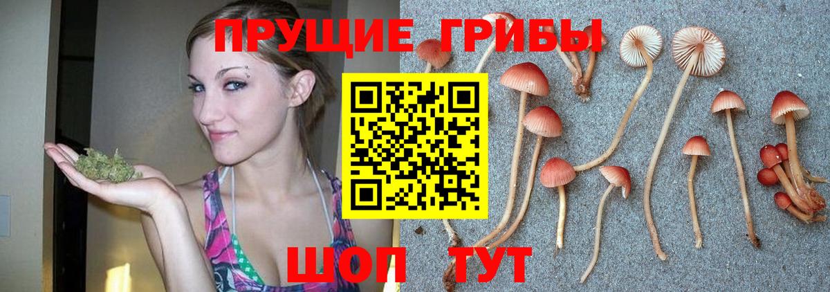 Котельники  закладки  Вход с VPN  Псилоцибиновые грибы MAGIC MUSHROOMS  Псилоцибиновые грибы Cubensis 